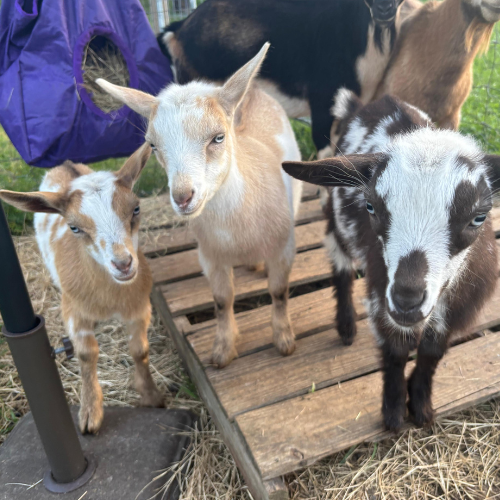 Nigerian Dwarf Goats