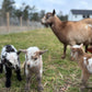 Nigerian Dwarf Goats