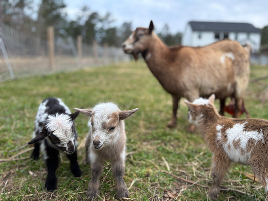 Nigerian Dwarf Goats