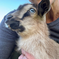 Nigerian Dwarf Goats