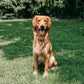 Golden Retriever Puppies
