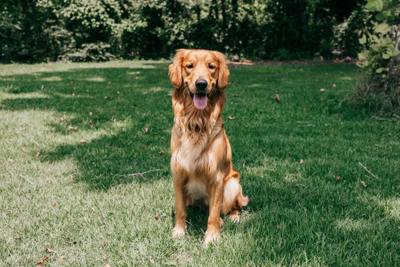 Golden Retriever Puppies