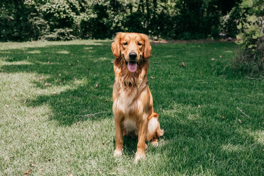 Golden Retriever Puppies