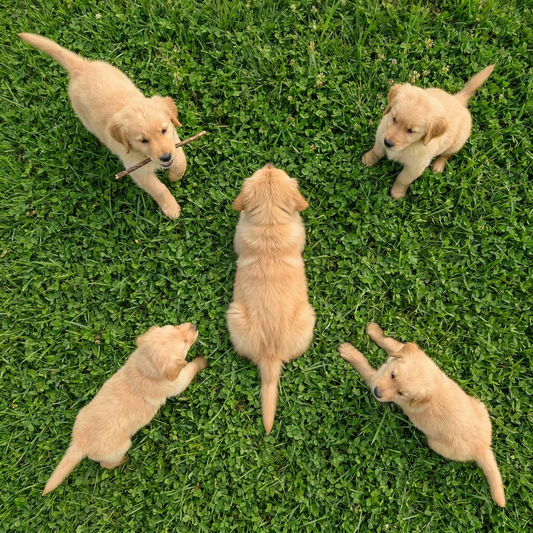Golden Retriever Puppies